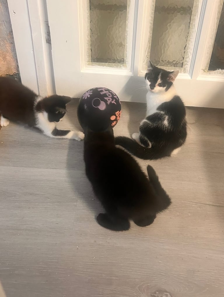 British short haired cross kittens 