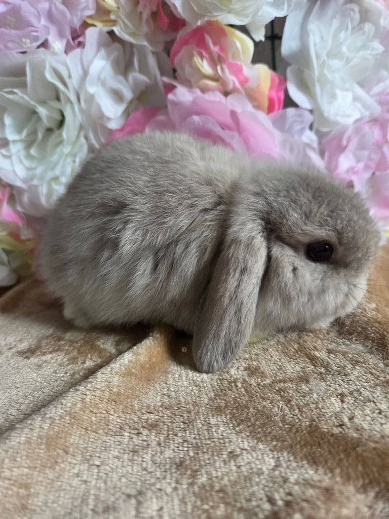 Female mini lops available 