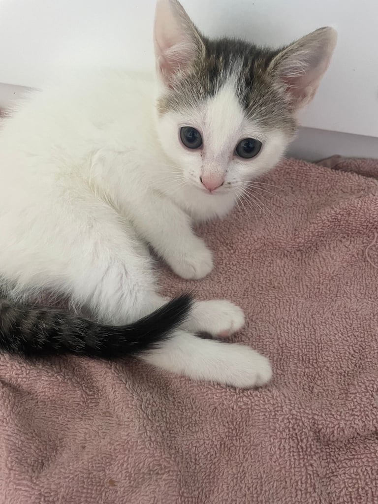 3 beautiful female kittens for sale 