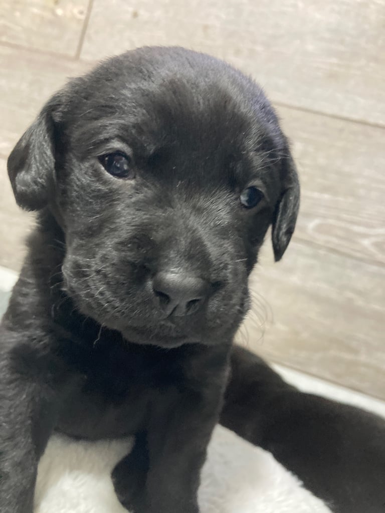 KC Labrador retriever 27.11.2025