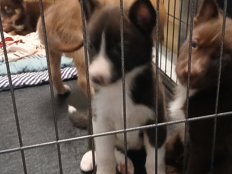 Mum is a husky collie cross dad is a malamute husky cross 