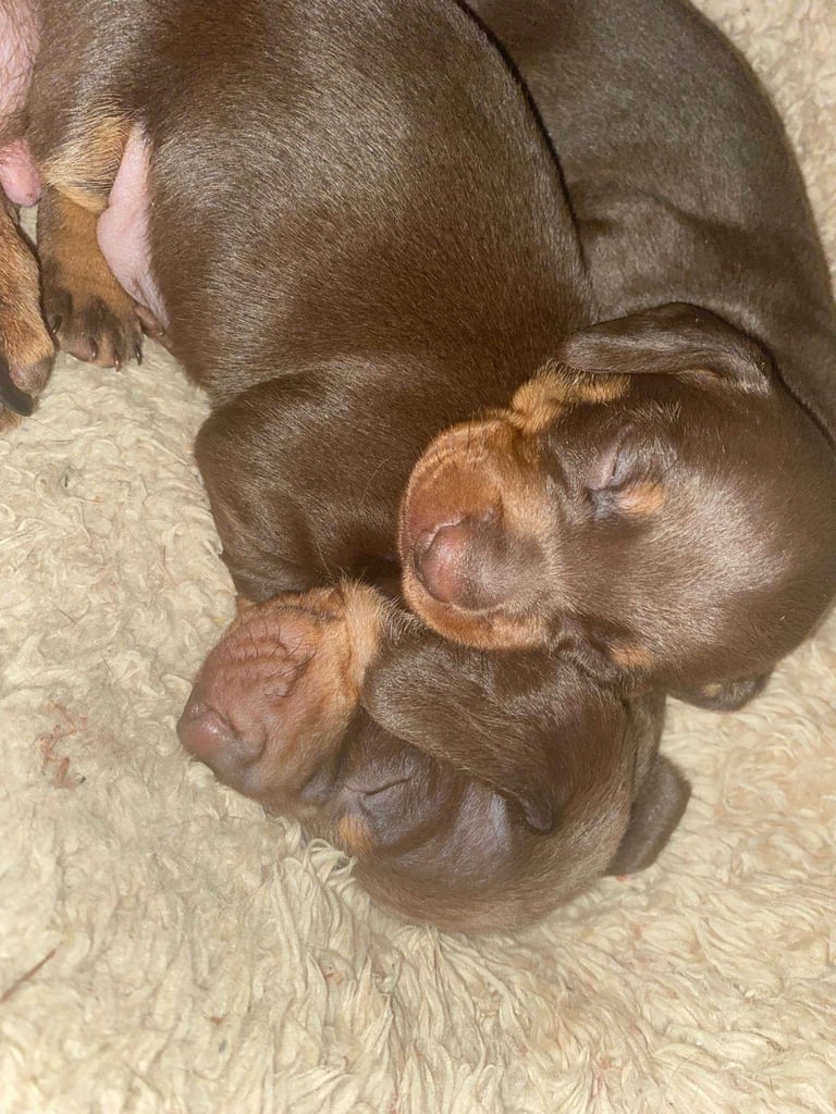 Min chocolate and tan smooth hair