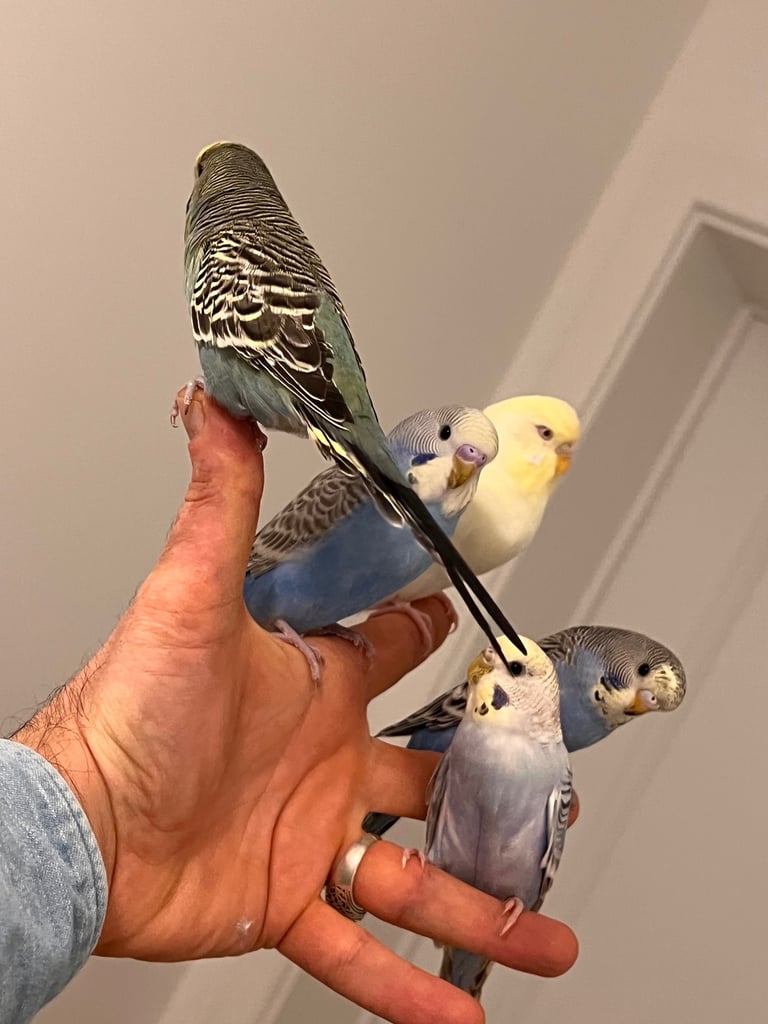 Budgies and cocktail for sale