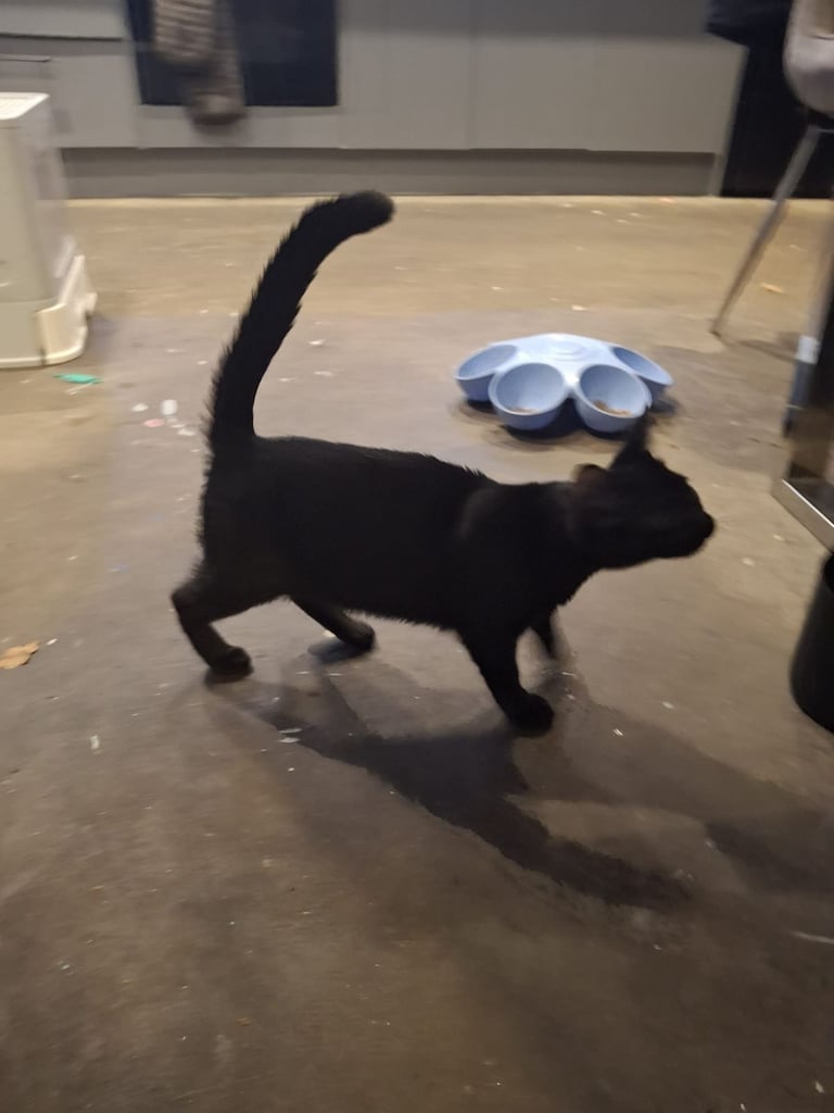 image for Beautiful kitten 
