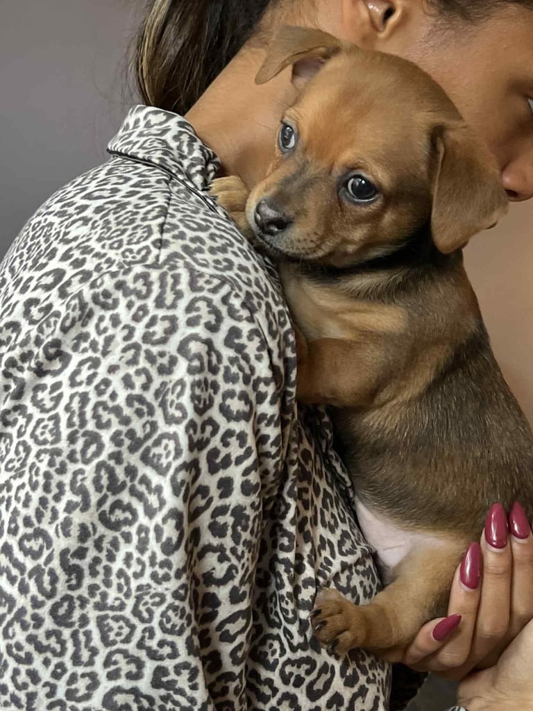 image for Pomchi weenie pups