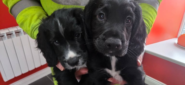 KC Registered Cocker Spaniel Puppies 