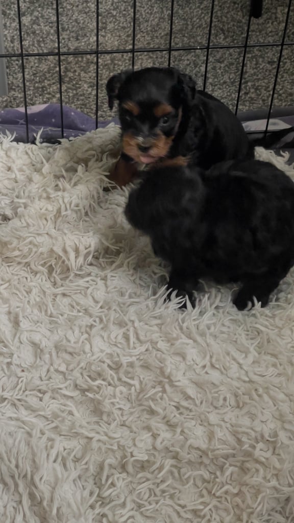 2 cute cockapoo x Maltese pups RESERVED 