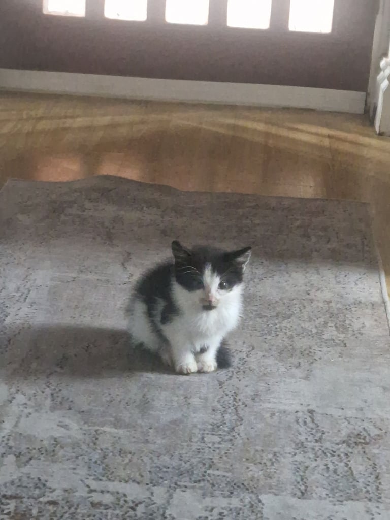 image for Cute friendly cuddly kitty 