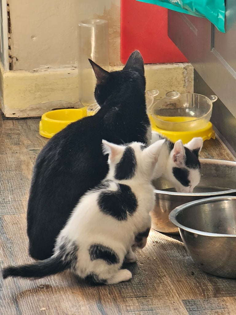 Kittens ready to go now