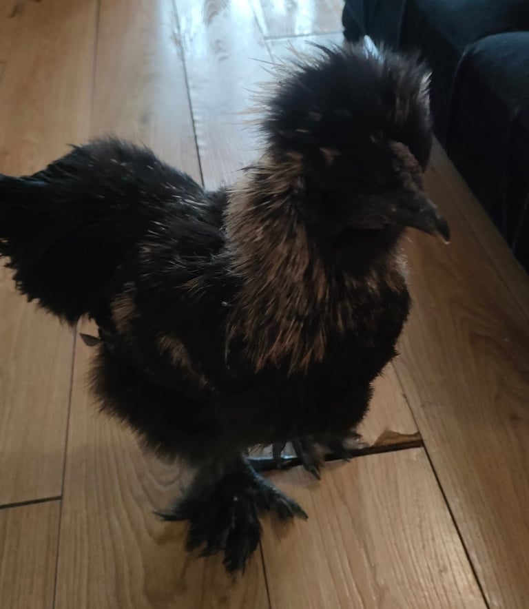 Black partridge silkie male
