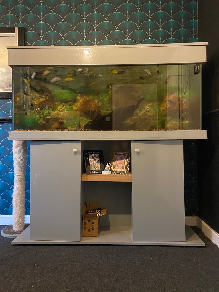 image for 5 foot fish tank 
