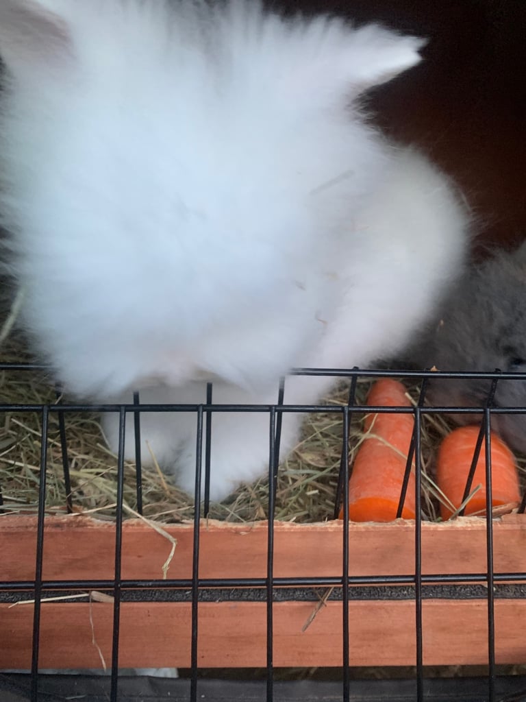 White rabbit boy grey girl lion head 