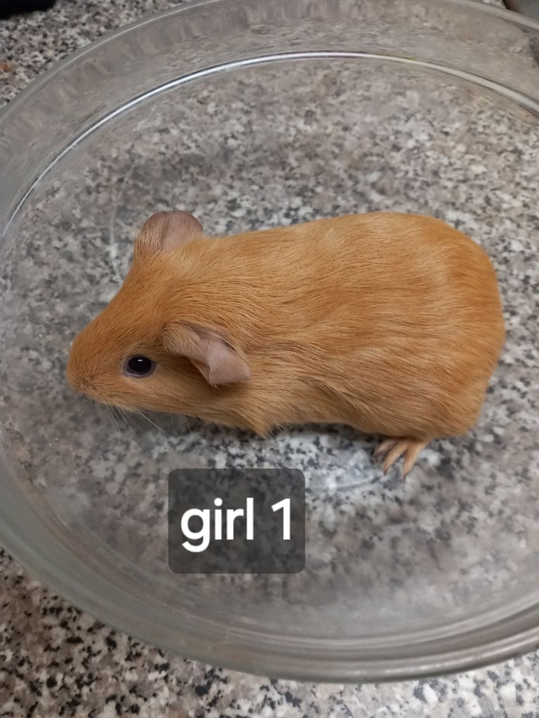 Baby guineapigs, handled, ready to go