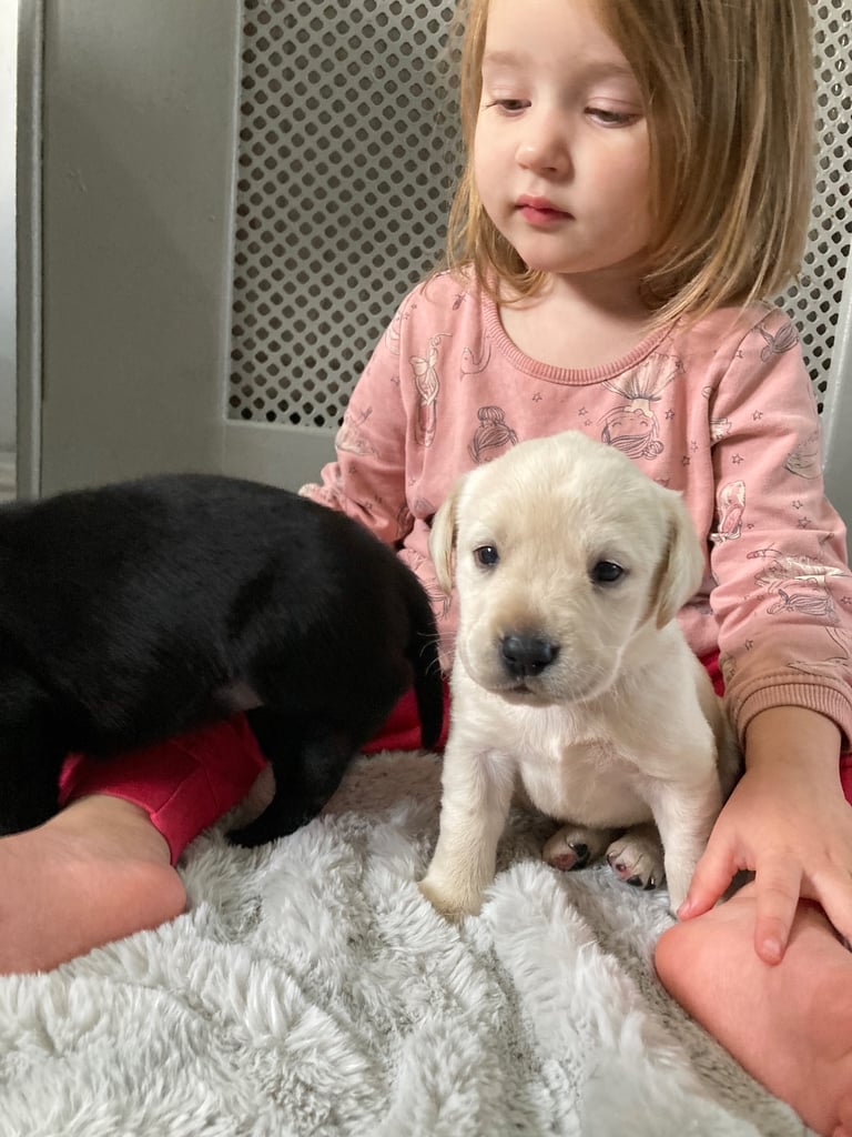 KC Labrador retriever 27.11.2025