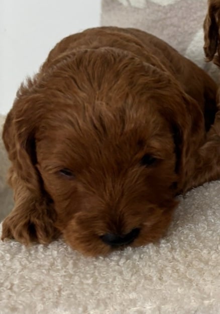 Beautiful f1b cockapoo puppies 