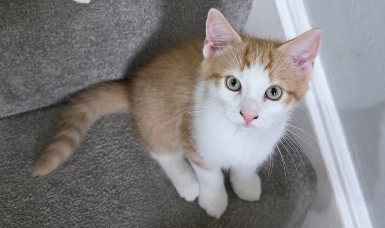 Mainecoon Cross Kittens (READY TO GO)