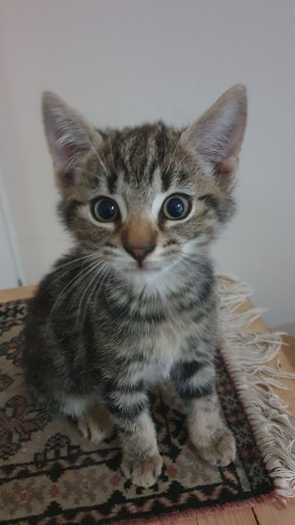 Four kittens in search of their forever homes