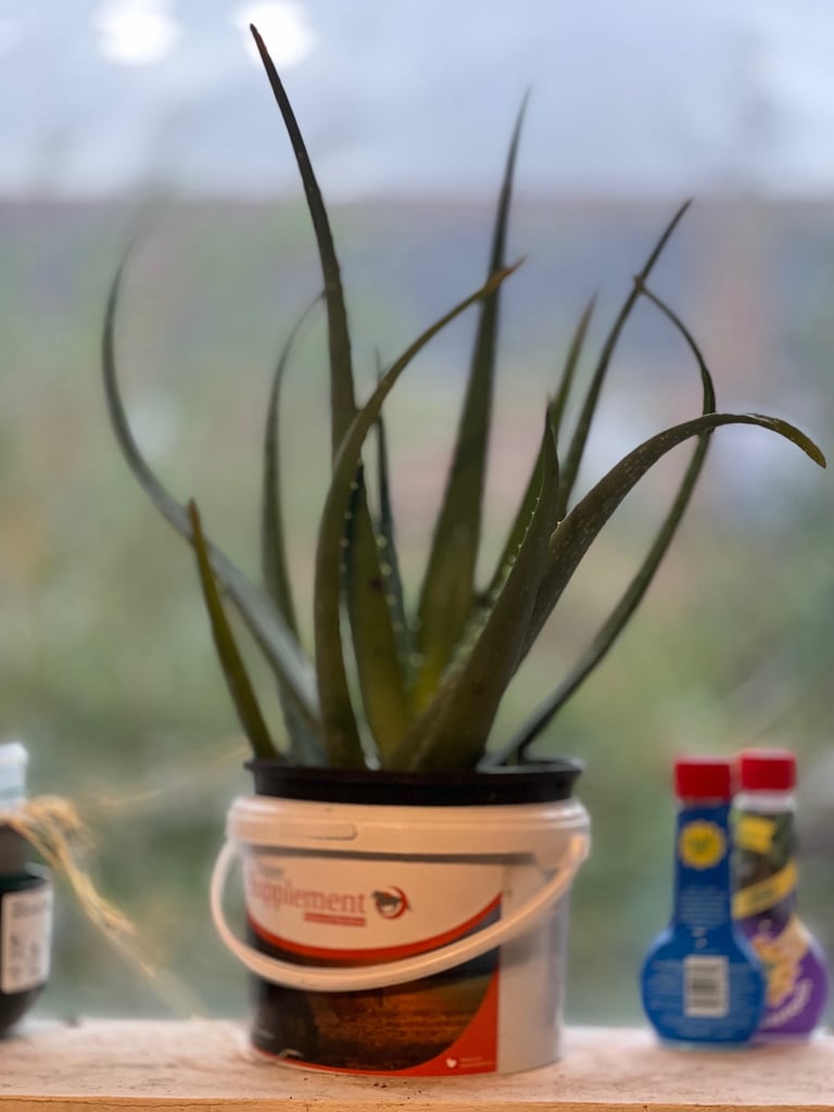 image for 21inch tall potted Aloe Vera Plant 