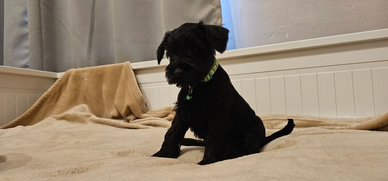 Miniature Schnauzer Puppies - 7 Adorable Girsl waiting for a loving forever homes. 
