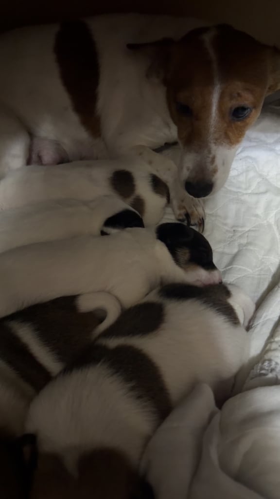 Stunning Jack Russell terriers 