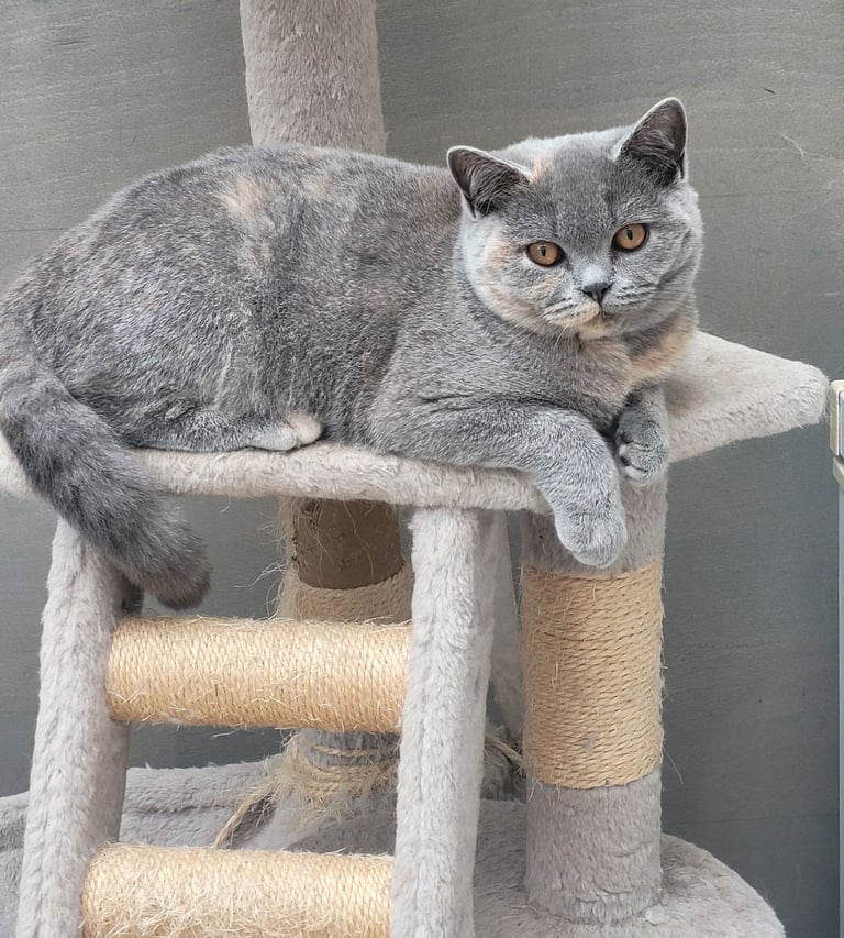 British shorthair girl looking for new home 