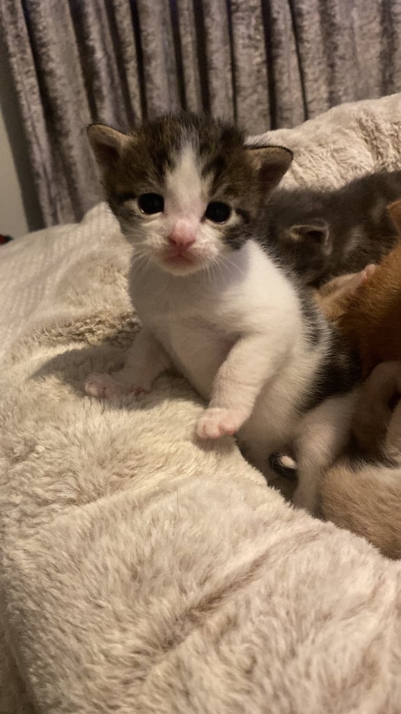 1 white tri colour boy left 