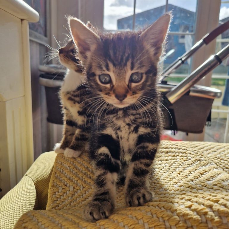 Now RESERVED.💛 1 x  Gorgeous kitten left looking for their new home 💛 *Saltash*