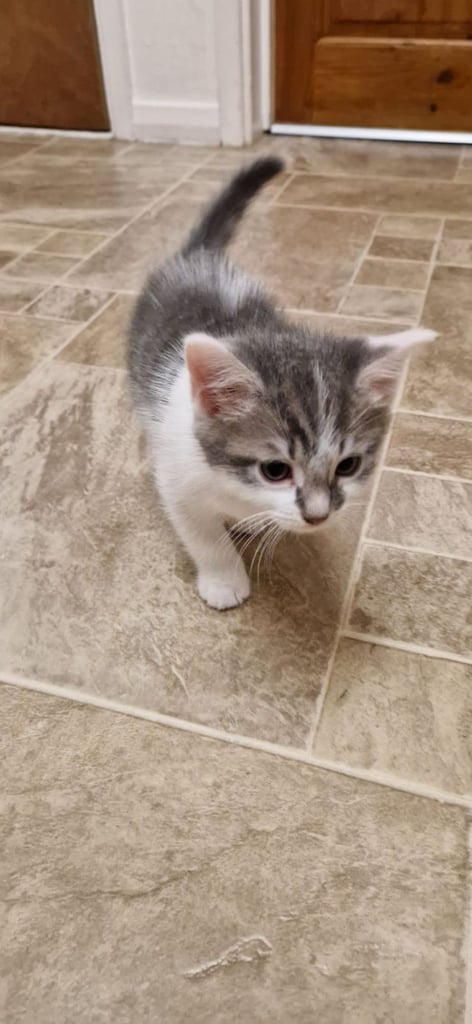 Maine coon X cross male kitten