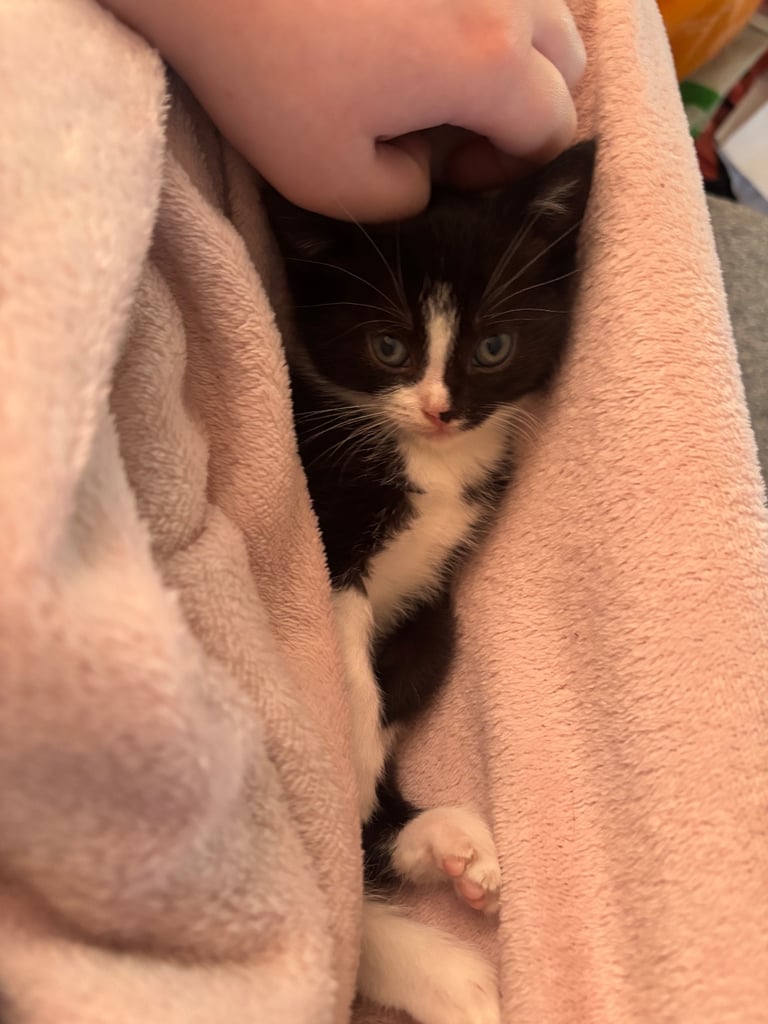 3 kittens for sale!!