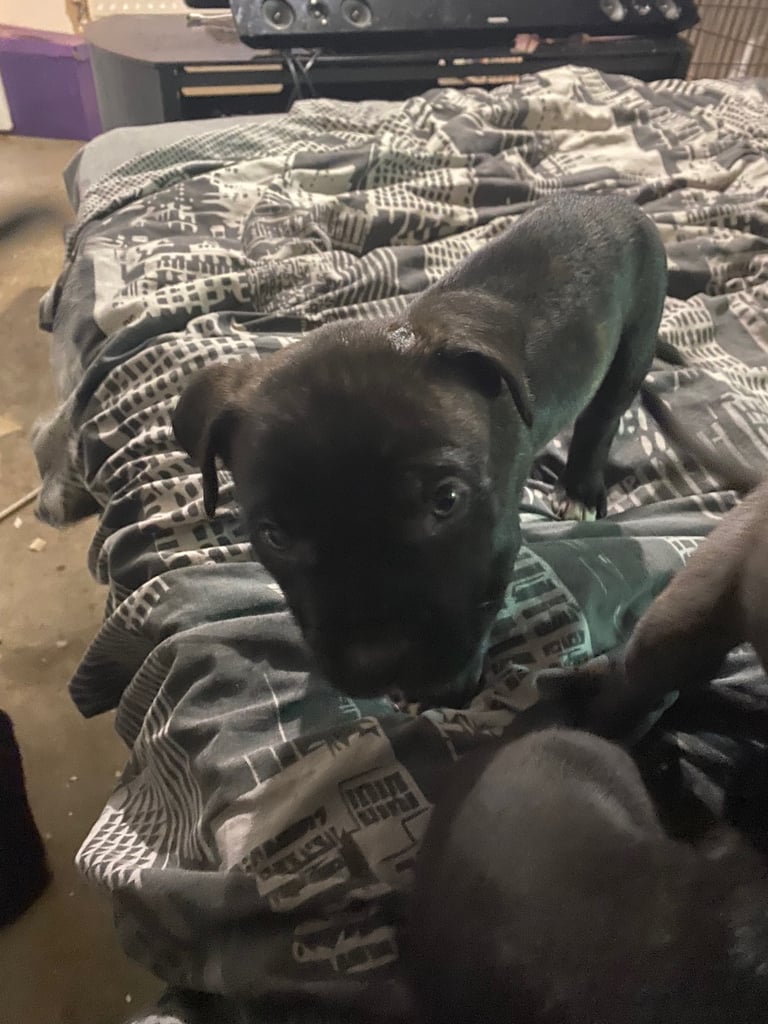 Cane corso x pressa canaro puppy’s 