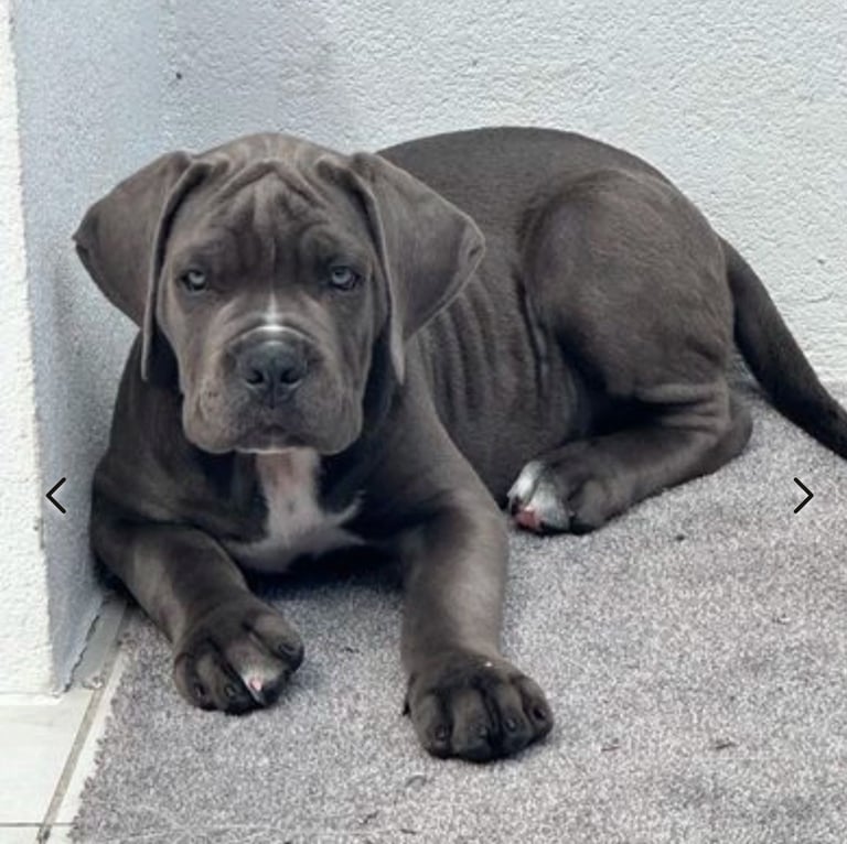 Elite Champion Bloodline Cane Corso puppies
