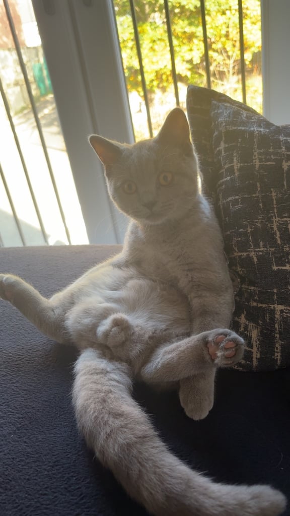 British short hair kitten 