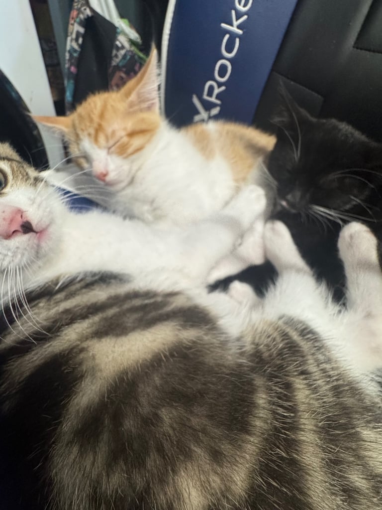 3 beautiful kittens looking for their forever homes