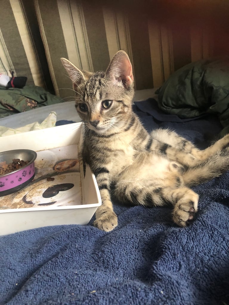 Bengal cross kitten male 
