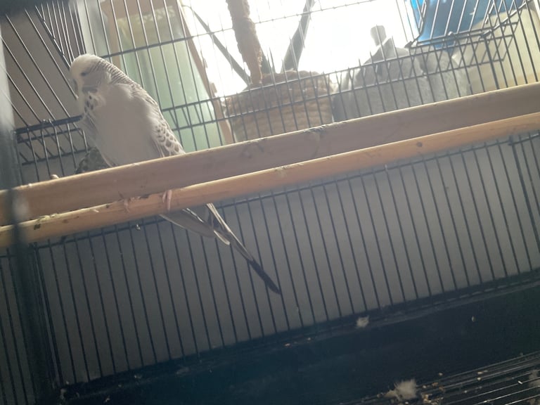 Two budgies for sale 