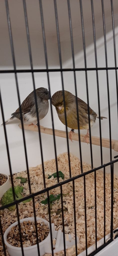 image for Gloster canaries