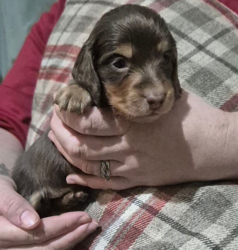 Kc registerd smooth & long haired Miniature dachshunds