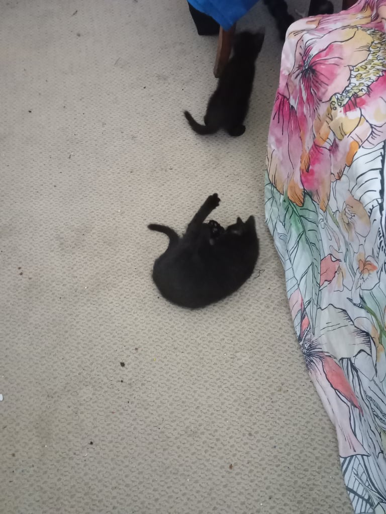 4 kittens 3 black 1 tortoise shell 