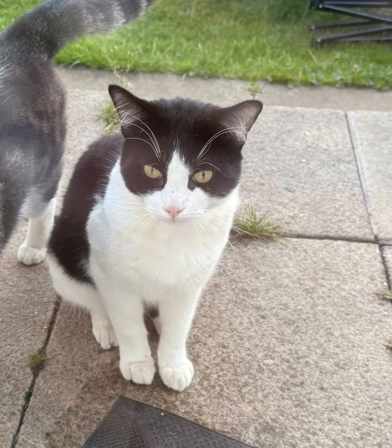 Two male cats for sale