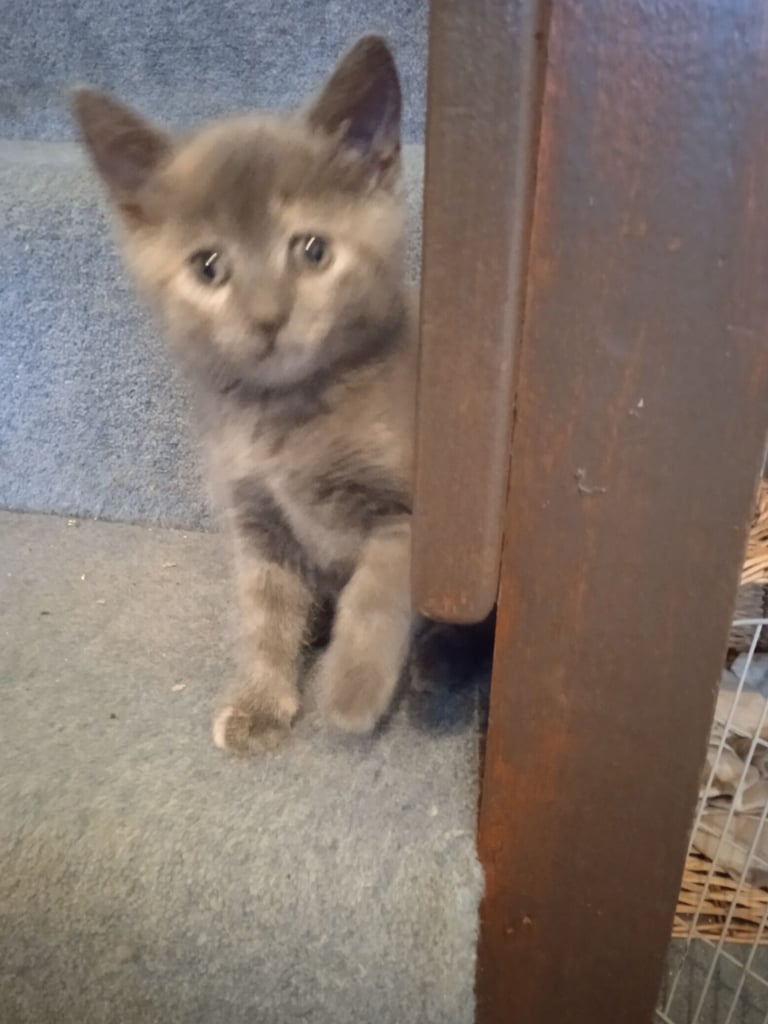 Three kittens for sale £100