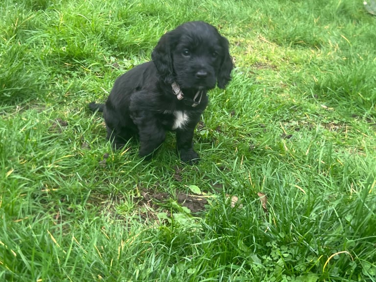 Final 4 Cocker Girls!