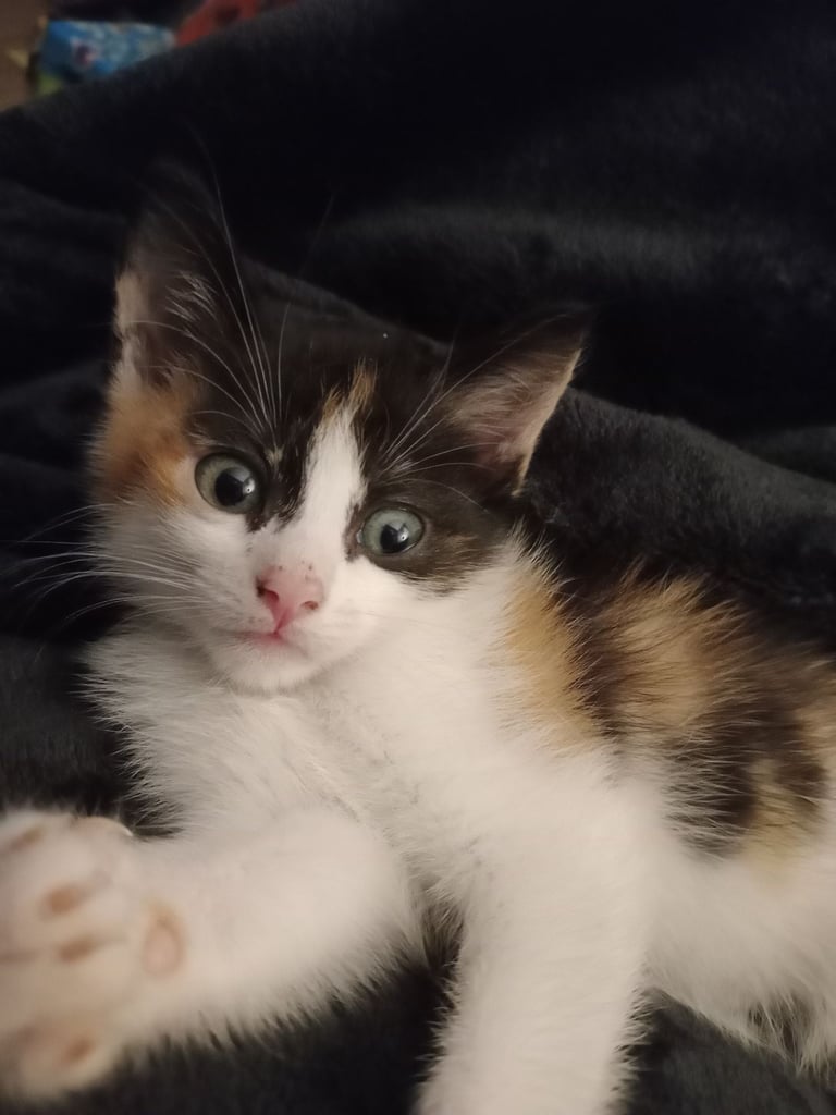 Calico Kitten 