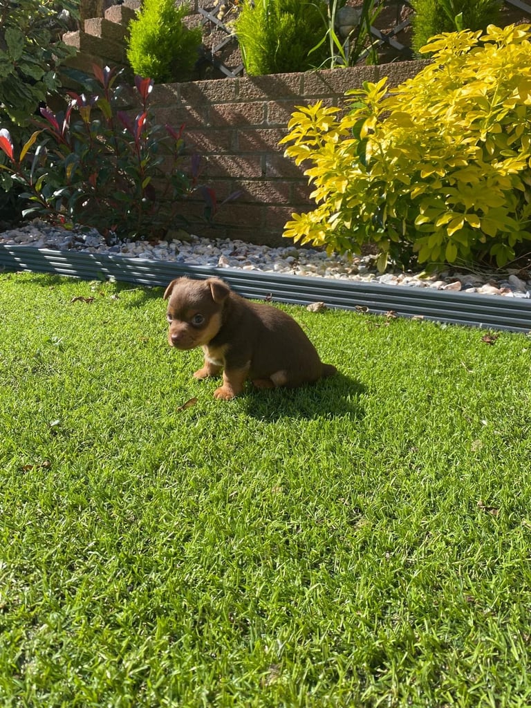 Gorgeous Miniature Jack Russell Puppy For Sale
