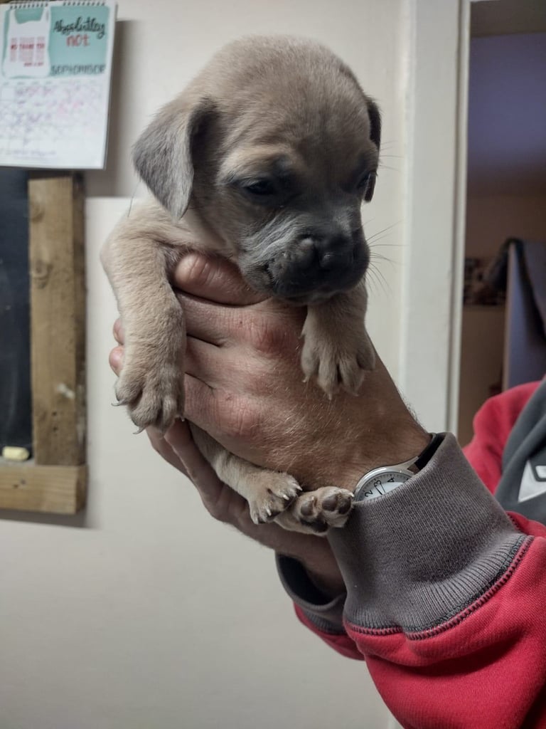 French x staffy x cocker spaniel 