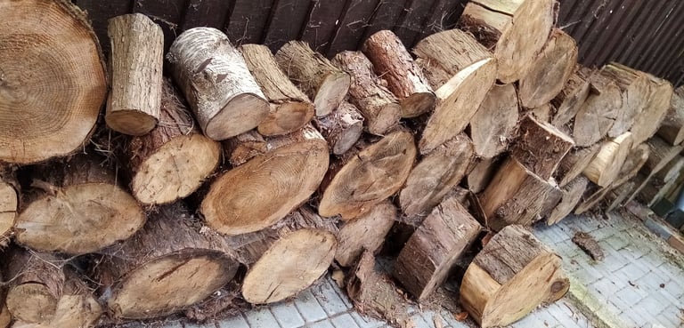 large and small solid tree trunks.