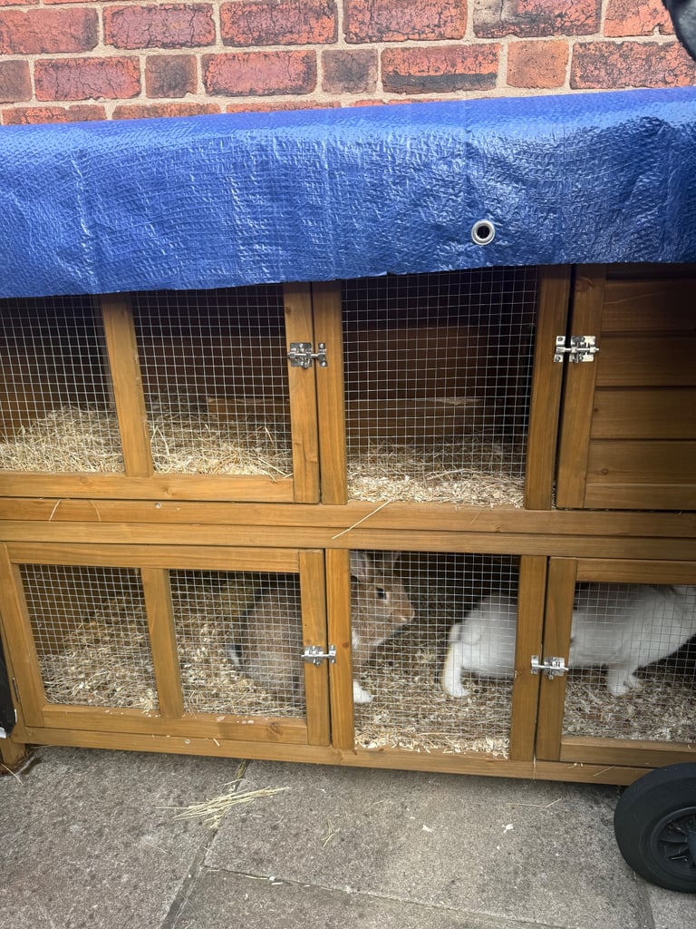 2 Rabbit and rabbit hutch  and rain cover not shown in picture 