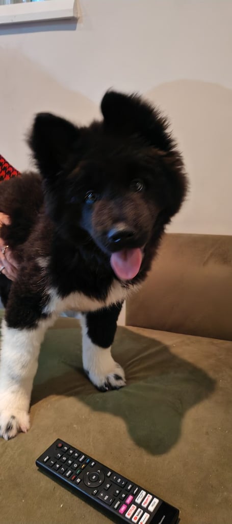 9-Week Old Female Puppy Ready for a new home