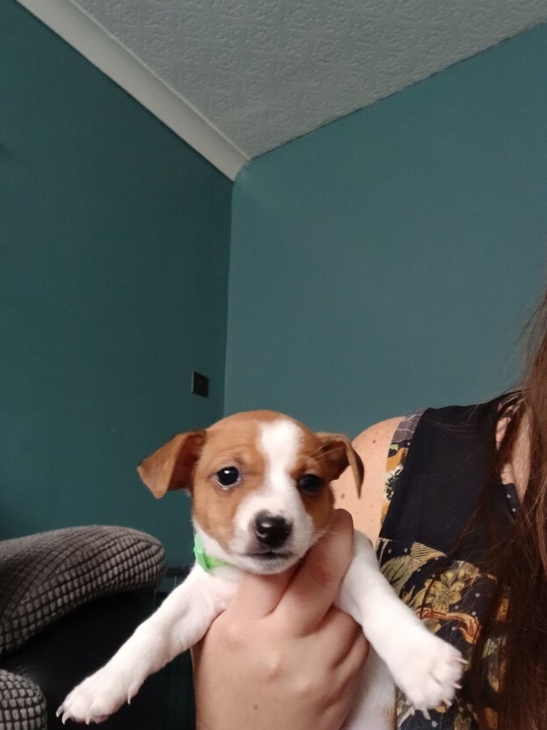 Jack russell 