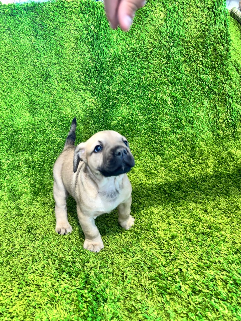 Puppies Boerboel X Mastiff Puppies