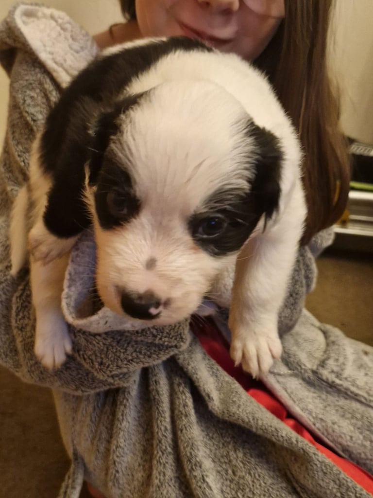2 x black and white male puppies for sale 